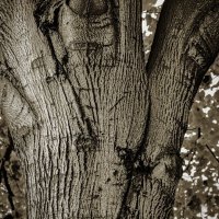 Baum #39
