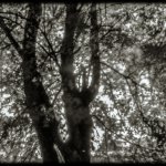 Camera obscura