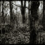 Camera obscura