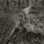 Camera obscura