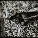 Camera obscura