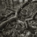 Camera obscura