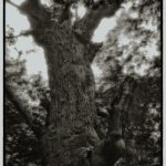 Camera obscura