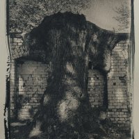 Baum-Mauer-Symbiose