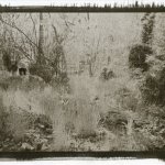Vandykeprint
